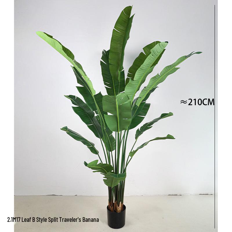 Large Monstera Banana Leaf Plant for Indoor Display and Corner Landscaping