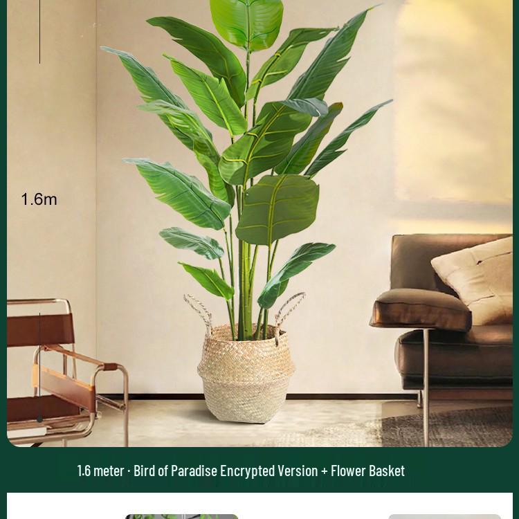 High-End Indoor Bird of Paradise Decor: Luxury Potted Traveler's Palm
