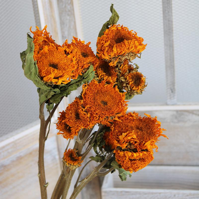Sunflower Teddy Dried Flower Bouquet - Yunnan Natural Air-Dried Arrangement for Living Room Decor