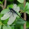 Simulation Dragonfly Mosquito Repellent Insect Model Mosquito Repellent Outdoor Hanging Ornaments Outdoor Garden Farm Repellen T
