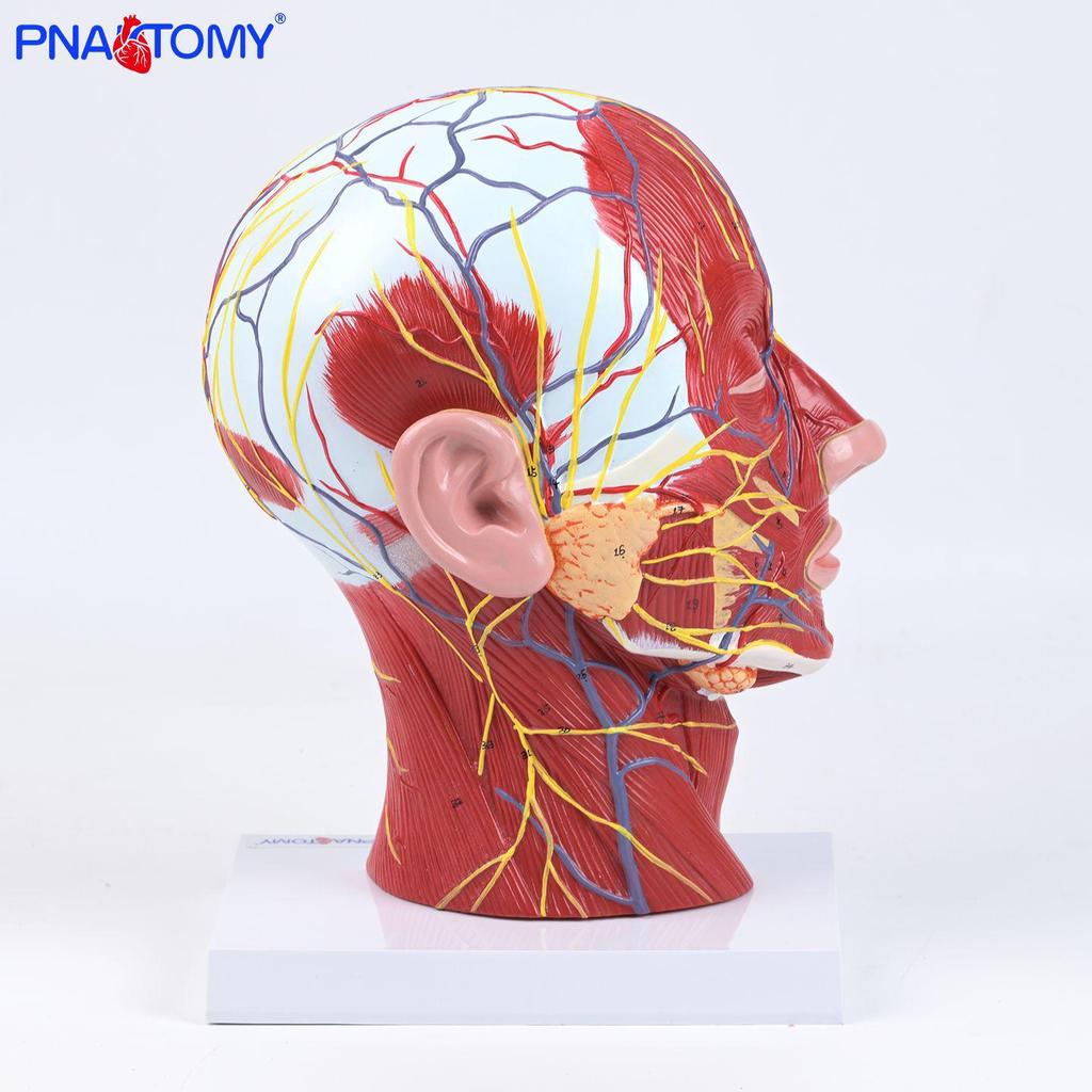 1:1 Human Brain Section with Superficial Nerves & Blood Vessels for Pharynx & Neck Teaching
