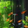 High Borosilicate Glass Lily Pipe Inflow Outflow - Fish Tank Water Surface Skimmer Filtration For Crystal Clear Planted Aquariums