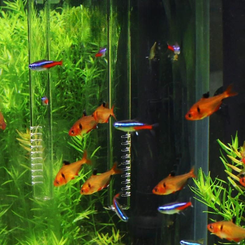 High Borosilicate Glass Lily Pipe Inflow Outflow - Fish Tank Water Surface Skimmer Filtration For Crystal Clear Planted Aquariums