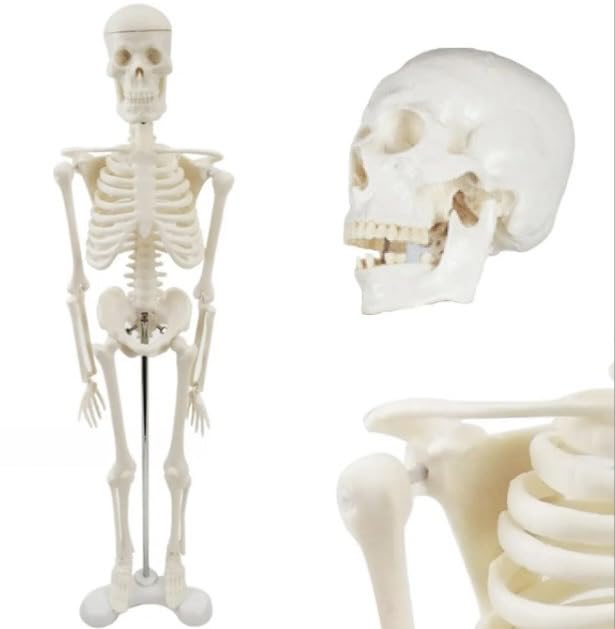 [Full-body skeletal model for tabletop use] 45cm 1/4 scale compact human body model [Suitable for materials and construction, this skeletal model take