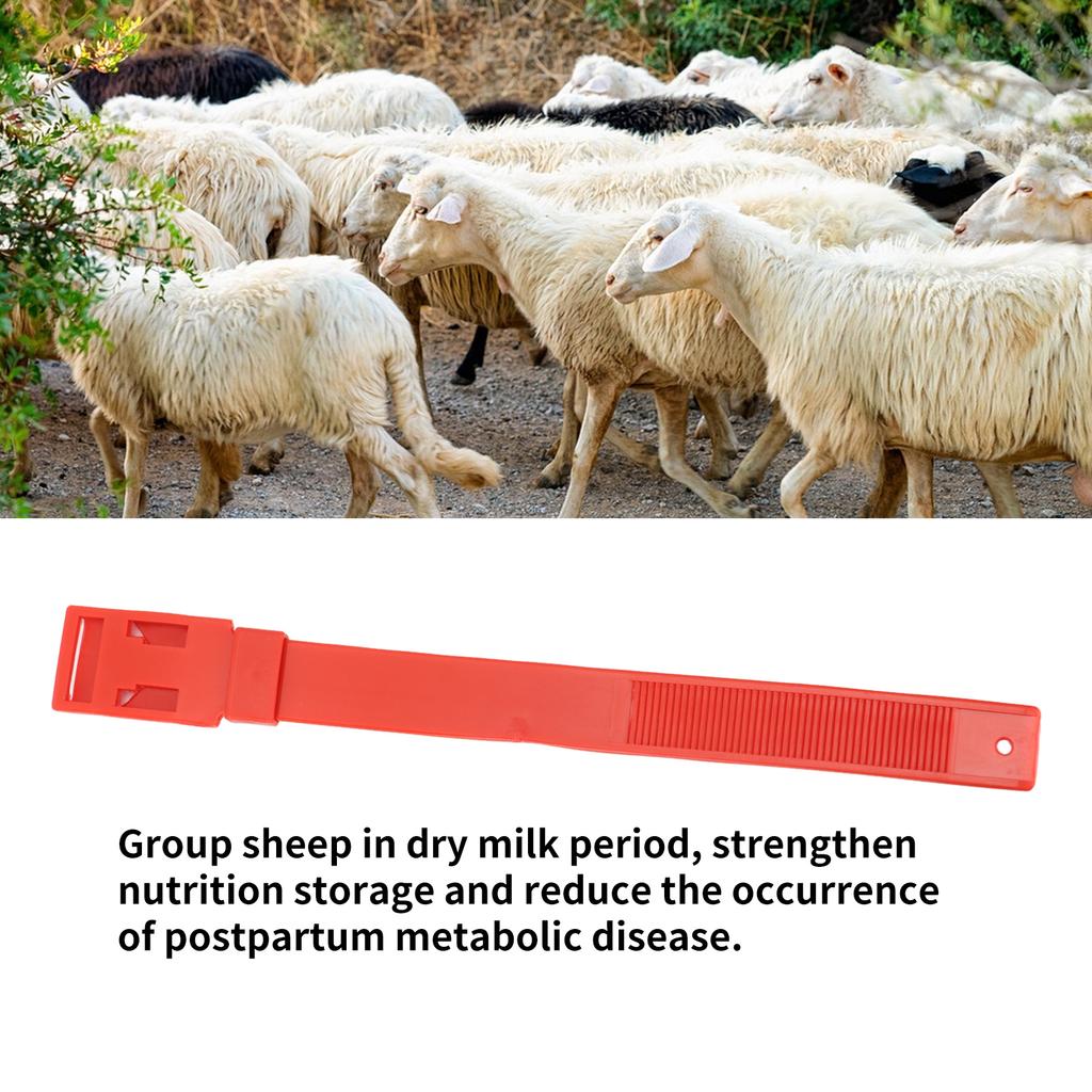 10Pcs Goat Collar Sheep Identification Bands Livestock ing Farming Equipment