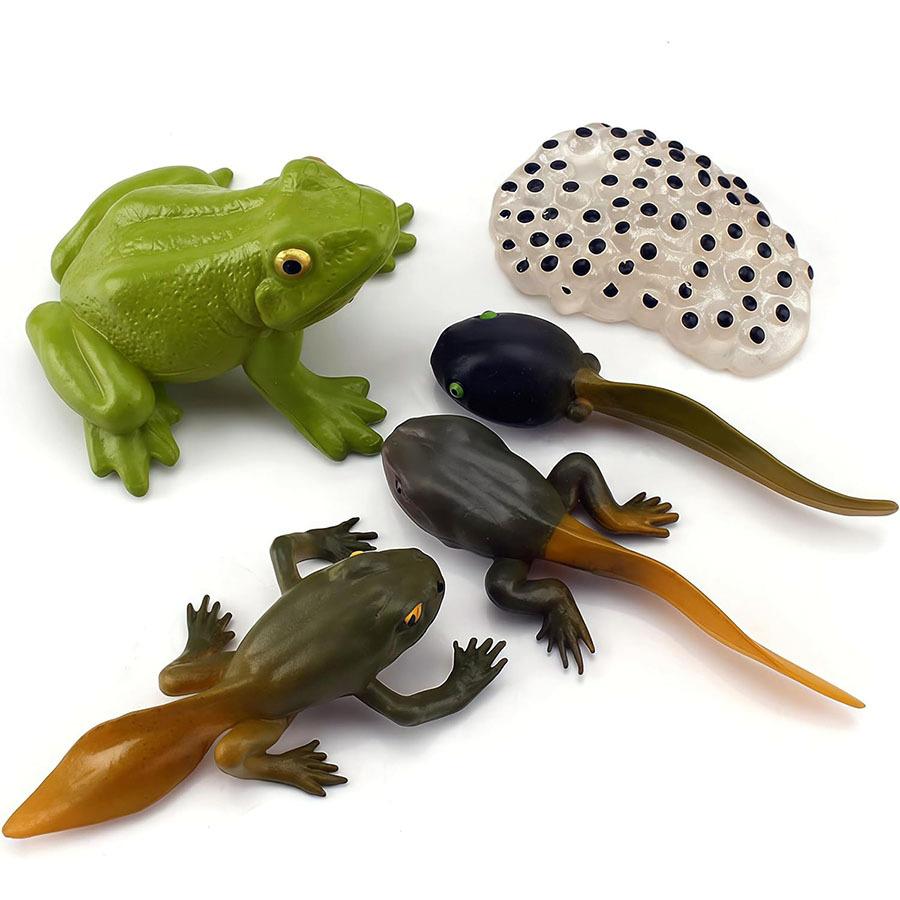 Conjunto de 5 Figuras do Ciclo de Vida do Sapo Modelos Realistas de Plástico das Fases de Crescimento Decoração de Casa Display Colecionáveis Auxílio de Aprendizagem JXB