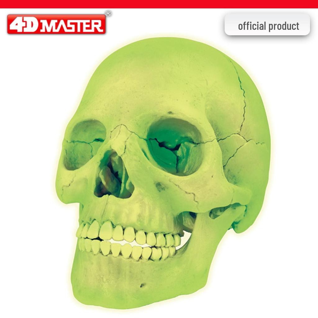 4D Knee Joint Ligament Anatomy Model for Medical Teaching