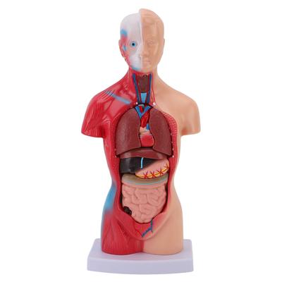 Menselijk Lichaam Model 15 Stukken Onderdelen Medische Student Interactieve Anatomie Fysiologie Studietools met