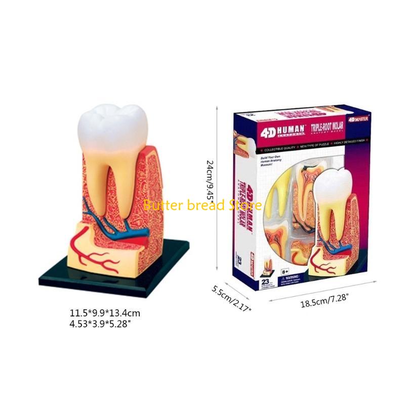 W89C Dentist Dental Dissection Education Teeth Model Demonstration Tool for School