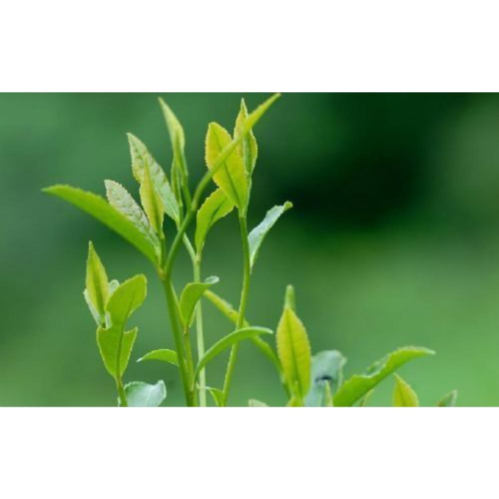 250g Bio Jasmin Drachenperlen Grüner Tee Premium Los