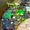 Simulated Frog Ornament, Water Tank, Fish Tank, Water Dispenser, Water Pool, Landscape Design, Resin Submerged Handicraft