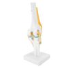 PVC Human Knee Joint Model Anatomical Shape Patella Model  Anatomy Reference