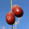 Wei Han Premium Seedless Dried Jujubes