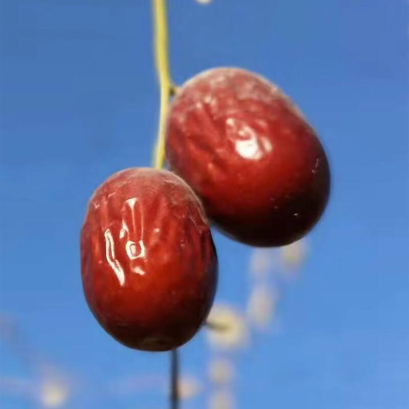 Weihan Premium Pitted Grey Jujube