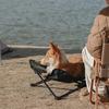 Summer Outdoor Small Dog Chair All-Season Universal Pet Bed Moisture-Proof off Ground Cat Kennel Dog Marching Bed
