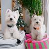 Adjustable Dog Collar Leash Set Small Medium Dogs Corgi French Bulldog Teddy