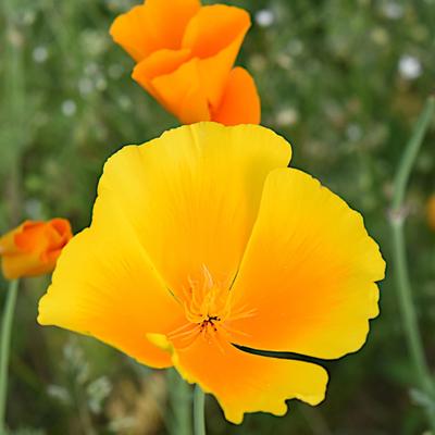 Semillas de amapola de California, semillas de FLOR frescas PREMIUM 1g