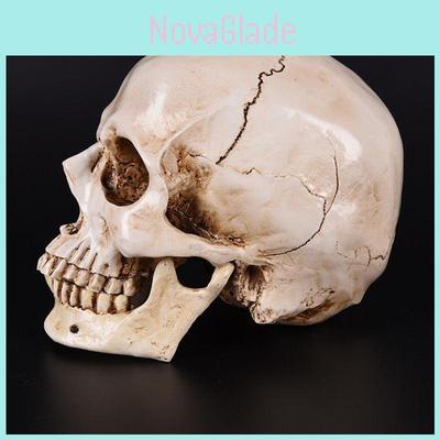 Realistic Life Size Human Anatomy White Resin Replica Skull For Halloween Decor