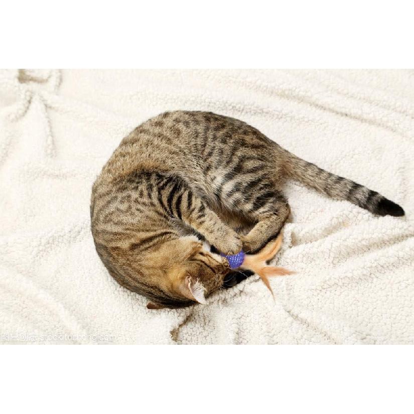 10Pcs Cat Colorful Rainbow Toys Flutter Balls with Feather and Bells for Indoor Ourdoor Kitty Kitten Interactive Playing Chewing Training Chasing