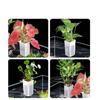 Multifunctional Aquarium Plant Basket Slotted Drainage Aquarium Growing Cup  Aquarium Planting