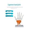 Human Skeleton Model with 6 Major Joints: Knee, Foot, Hand, Shoulder, Elbow, and Hip