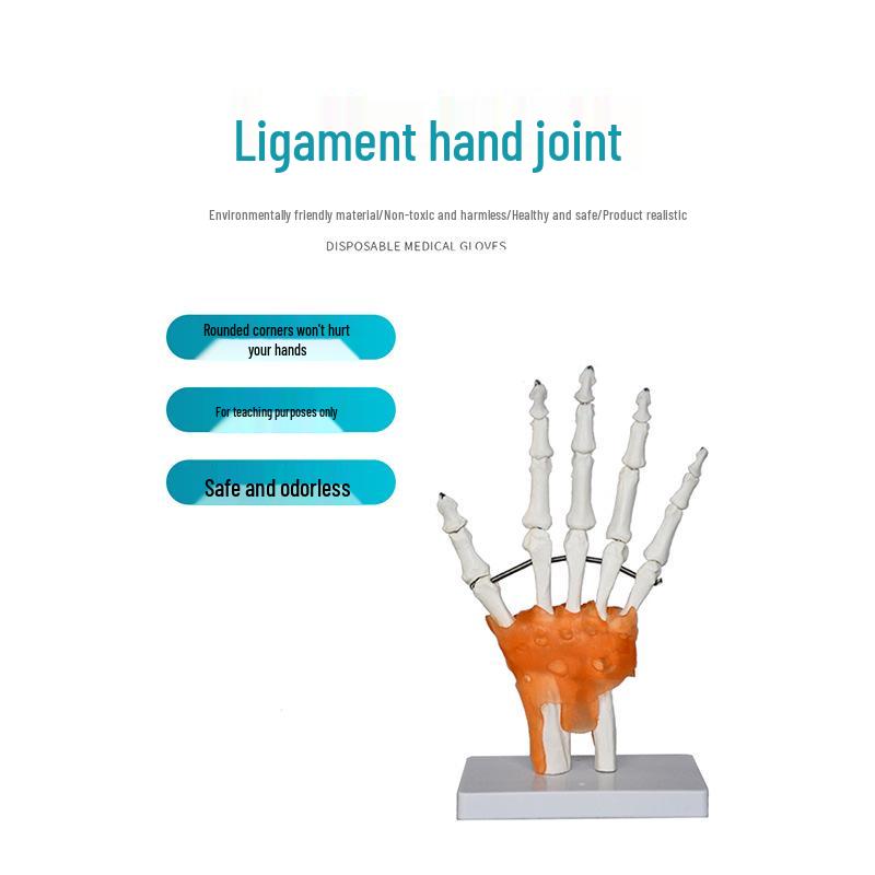 Human Skeleton Model with 6 Major Joints: Knee, Foot, Hand, Shoulder, Elbow, and Hip