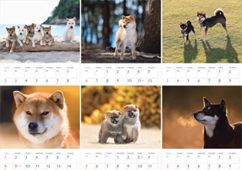 Calendar 2023 Shiba Inu (Month Flip/wall Hanging) (Yamakei Calendar 2023)