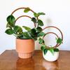 Round Wooden Plants Trellis Indoor Outdoor Potted Flowers Plants Climbing Small Houseplants Vine Ivy Support Concentric Circles
