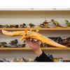 Pteranodon Vinyl Model Premium Edition (FD-355)