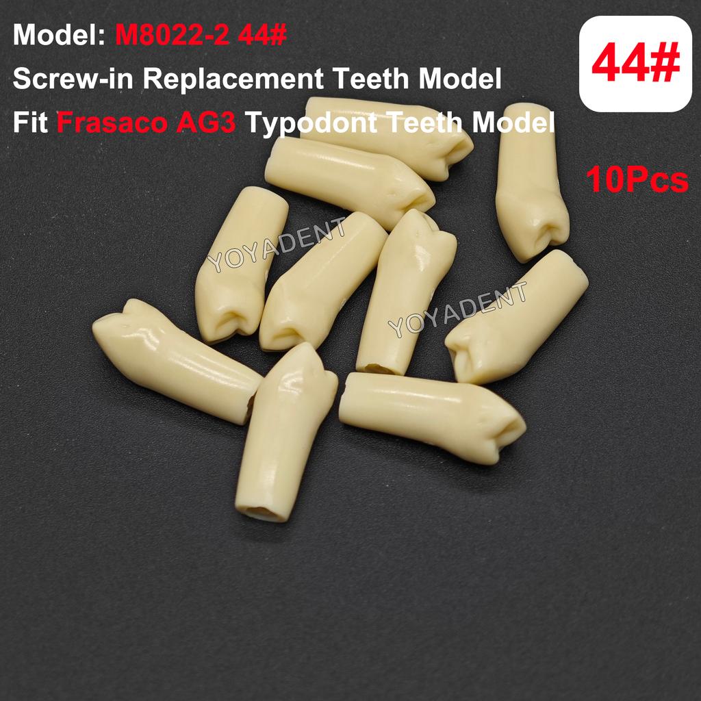 Fit Frasaco AG3 Typodont Dental Teeth Model Full teeth 32Pcs Screw-in Practice Filling Soft Gum Gingivae Teeth Training Teach