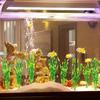 10pcs Simulated Artificial Seaweed Water Grass Creative Underwater Plants Diy Aquarium Plants  Home