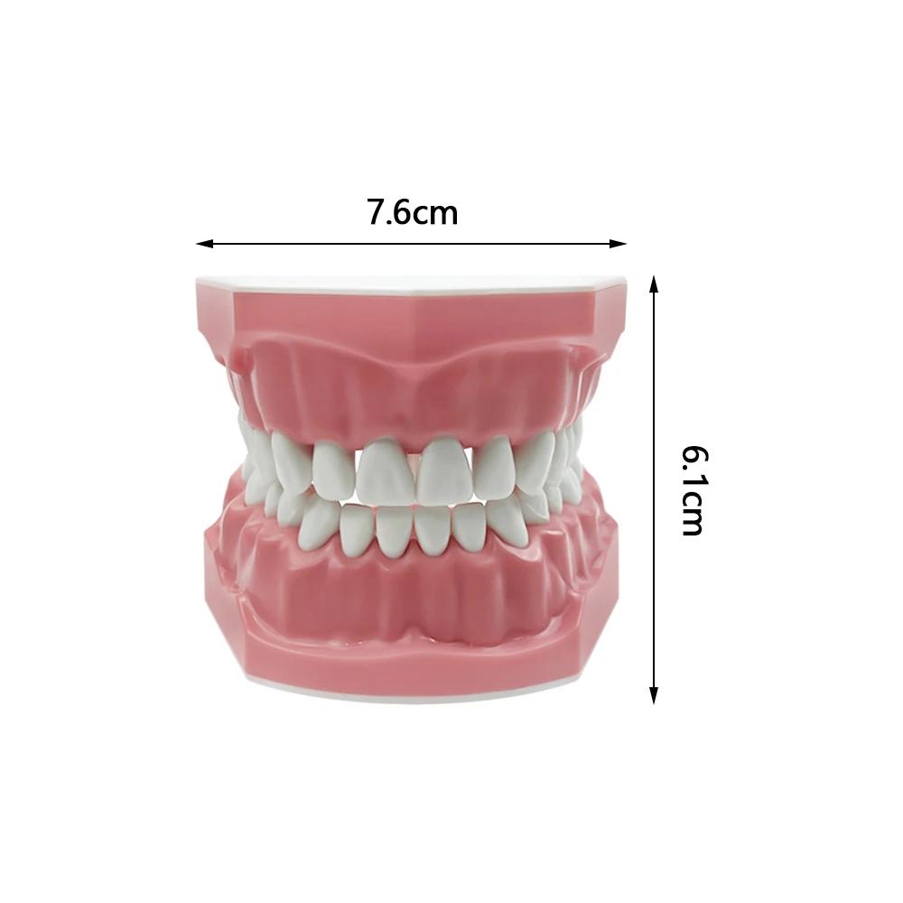 1Pc Dental Teeth Oral Care Teaching Demonstration Model  Brushing Flossing Practice Typodonts Models Student Education Tool