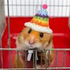 AEE2-4 Pieces Hamster Hat Mini Small Animals Hat With Adjustable Strap Lovely Hand Knitted Frog Rainbow Carrot Tiny Hats