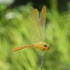Creative Garden Decor Lawn Ornament With Stem Artificial Dragonfly Thin Stick Simulation Butterfly