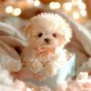 Smart Interactive Robot Dog Toy, Electronic Puppy With Touch Sensor - Best Gift For Girls Virtual Pet Tomogachi Robot Dog