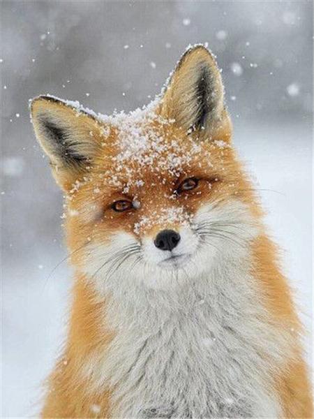 5d Diamond Painting New Fox Winter Home Decor Embroidery Mosaic Animal Snow Cross Stitch Wall Sticker