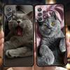 Britische Kurzhaarkatze Fall für Samsung A24 A12 A14 A32 A50 A70 A20E A20S A10 A10S A22 A30 A40 A34 A54 A42 A52 5G A04s A72 Abdeckung