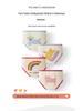 Baby Girls' Cute Cartoon Print Cotton Underpants - Breathable Bow Design for Infants and Toddlers