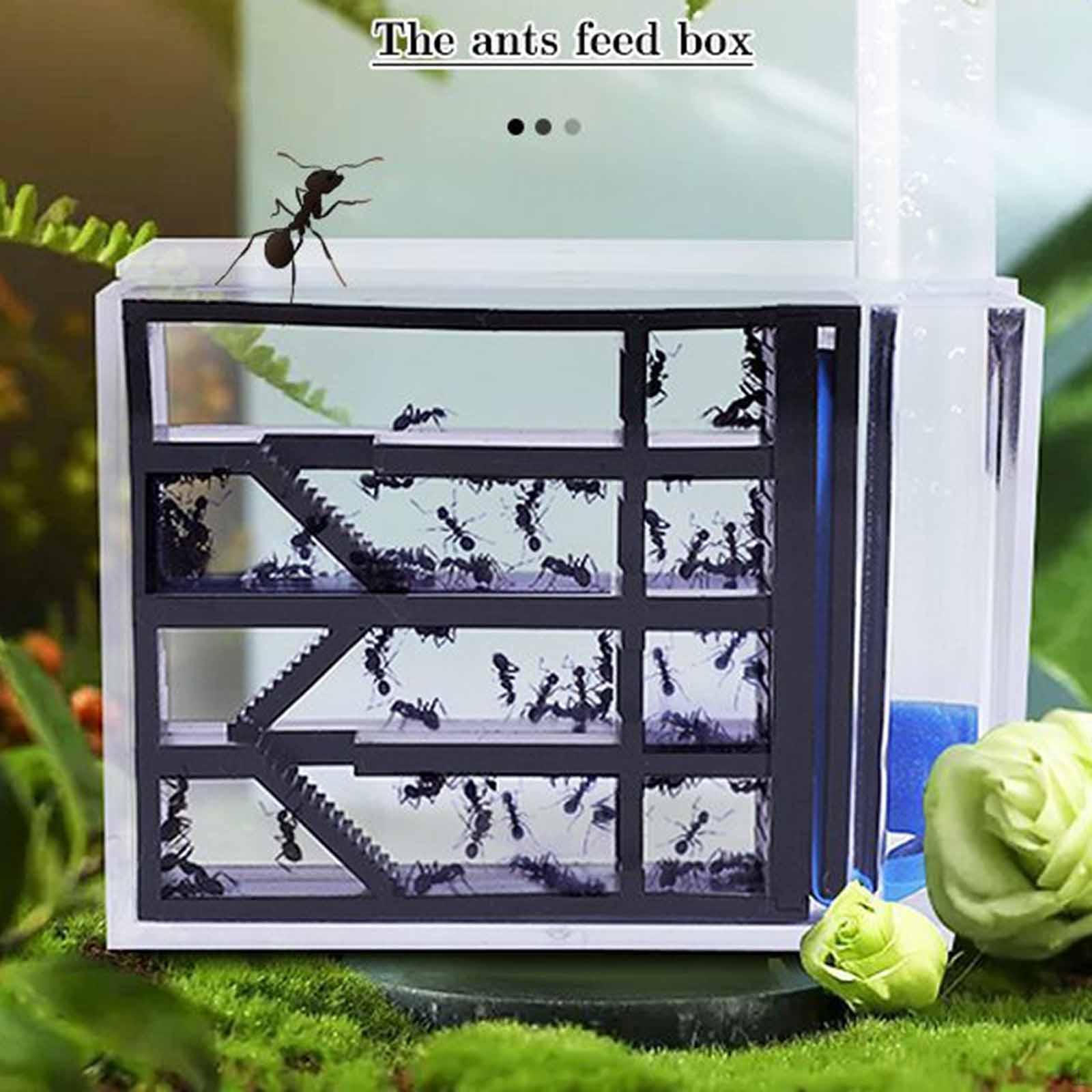 

Ферма Среда обитания Акриловый Обучение Исследование Прозрачный Дом Гнездо для Украшения Настольный День защиты детей