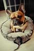 Daisy Gray Quilted Bed 65