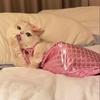 Vestiti per Gatti Sirena Divertente Costume Animale Domestico Gattino Muppet Decorazione Coda di Pesce Divertente Abito per Foto