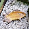 Fashionable Jewelry Sorting Tray Household Accessories Organizer Stylish Fish Shaped Accessory Holder for Home Use