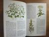 [USED] Defective Plant Encyclopedia Herbs Foreign Books HERBS Botanical Art