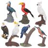 Tiernachbildung PVC Vogelmodelle Eulen Adler Papageien und Spechte für Klassenzimmerausstellung