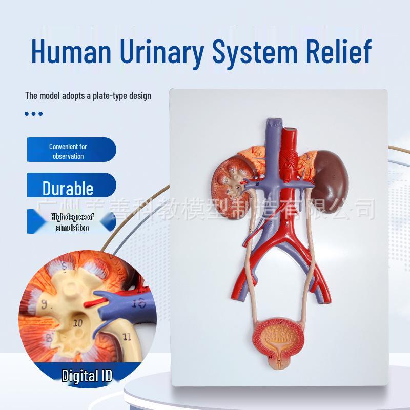 Wall-Mounted Human Urinary System Anatomy Model: