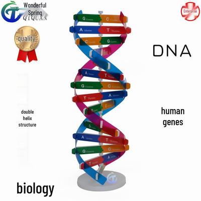 Human DNA Helix Model: DIY Biological Science Experiment & Teaching Aid