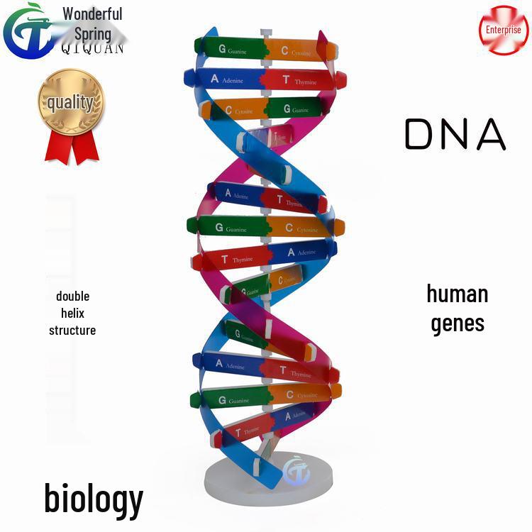 Human DNA Helix Model: DIY Biological Science Experiment & Teaching Aid
