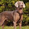 Genuine Leather Dog Harness Adjustable Heavy Duty No Pull Pet Walking Vest for Medium Large Dogs