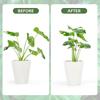 6Pcs Monstera Plant Support Monstera Stabilizer Grapple Holder Monstera Shaped Supports Stem Support Ring for Thriving Growth