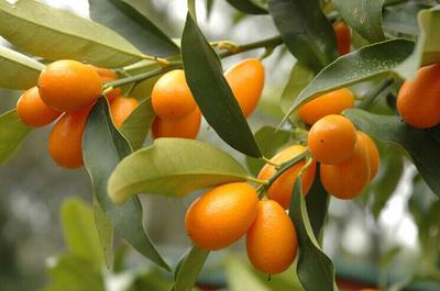 10 KUMQUAT-SAMEN   frische Samen